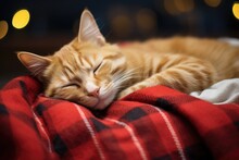 A Close-up Photo Of A Cat Sleeps With A Christmas Cozy Blanket Draped Over Its Back. Warm Holiday Atmosphere