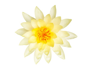 Wall Mural - Yellow lotus isolated on transparent background with clipping path or make a selection. png transparency. Beautiful flower and flora or floral. Petal