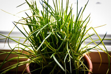 A View Of Homegrown Chives Grown From Seed. In A Brown Plastic Flower Pot On The Window Sill.