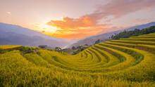Ripe Rice Season, Mu Cang Chai Terraced Fields, Yen Bai Province, Vietnam.
