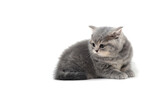 Fototapeta Koty - Fluffy purebred gray kitten on a white isolated background