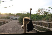 Two Ostriches In A Fenced Area