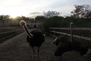 two ostriches standing on dirt