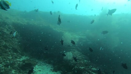 Wall Mural - scene with fish maldives, underwater snorkling, 16:9 horizontal orientation