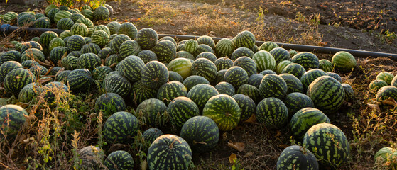 Aufkleber - A pile of watermelons in the field at sunset.