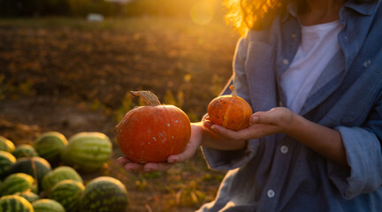 Aufkleber - Farmer with pumpkin on a pumpkins field.	