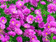 Beautiful Pink Asters, Variety Tonga, Flowering In A Garden