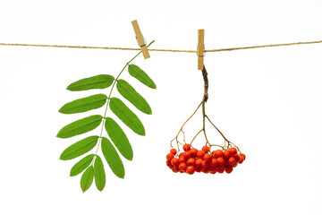 Wall Mural - sprig of rowan hanging on a clothespin on a white background isolate, red ripe berries and green leaf, macro