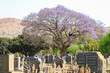 Friedhof mit einem aufblühenden Jacaranda in Pretoria