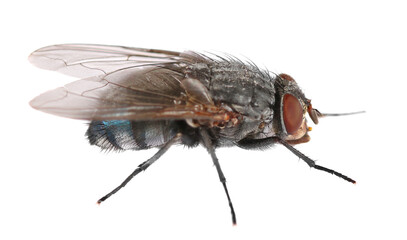 Blue fly insect isolated on white, side view