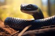 close up shot of a black viper snake in the ground