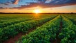 Peanut Field at Sunset. Agriculture and Cultivation in Brasilia, Brazil with Beautiful Blue Sky. Fresh Crops of Peanuts in a Green Field