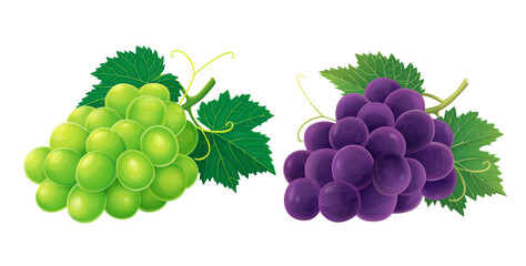 Wall Mural - Grape vector illustration isolated on white background.