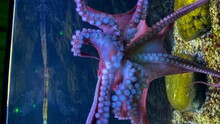 Vertical Screen Of A Purple Pink Octopus Moving Underwater