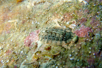 Wall Mural - Chiton, a marine polyplacophoran mollusk in the family Chitonidae
