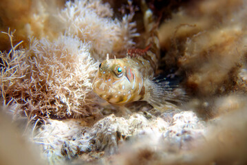 Poster - Sphinx blenny fish, underwater scene - (Aidablennius sphynx)