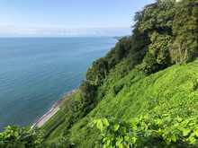 Landscape Slope Of Subtropical Forest With Different Green Plants And Tress On The Black Sea Coast With Blue Sky On Sunny Day. Natural Background