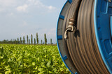 Fototapeta Zwierzęta - Irrigation in tobacco field