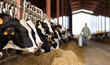 © JackF - Cows eating cattle food in dairy farm. Unrecognizable man farmer carrying milk can in background.