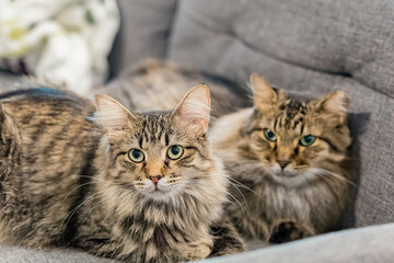 Wall Mural - Close up shot of two cute Maine Coon Mix