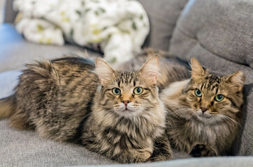 Wall Mural - Close up shot of two cute Maine Coon Mix