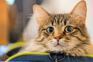 Wall Mural - Close up shot of cute Maine Coon Mix