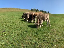 Rinder Auf Der Alp Am Weiden / Grasen