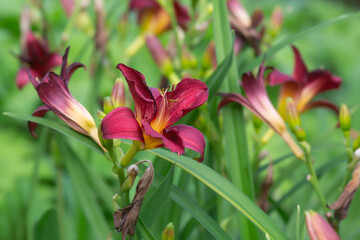Wall Mural - Daylily, hemerocallis in bloom