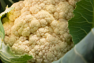 Wall Mural - Ripe edible head of cauliflower growing on a plantation close-up