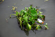 Aquatic plant native Pontederia Eichhornia crassipes or common water hyacinth and garbage floating and flowing on surface water of Tha Chin river at Tha Chalom Mahachai city in Samut Sakhon, Thailand