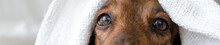 Red Long Haired Dachshund Eyes Close Up Banner