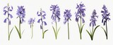 Fototapeta Lawenda - A collection of real bluebell flowers isolated on a flat background, Generative AI