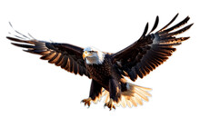 American Bald Eagle Isolated With Transparent Background. PNG File.