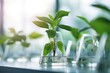 Plant research, green plant in a glass jar in a laboratory. Ecological breeding and plant development.