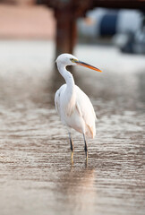 Wall Mural - A white heron sitting on a pier of the Red Sea, waiting for its prey.