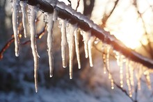 Close-up Of Icicles Hanging From A Tree Branch