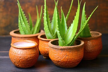 Sticker - aloe vera plants natural aphrodisiacs in clay pots