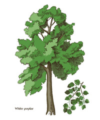 Wall Mural - White poplar tree and poplar branch vector