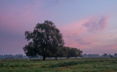 Wall Mural - a beautiful, colourful morning over a farm.pastures with grasses and trees