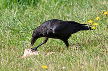 European Black Carrion Crow (Corvus Corone) Feeding