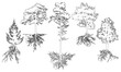 Set of contour trees with roots. Beautiful fir, pine, deciduous trees. Vector illustration