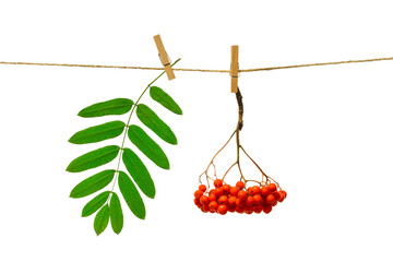 Wall Mural - sprig of rowan hanging on a clothespin on a white background isolate, red ripe berries and green leaf, macro