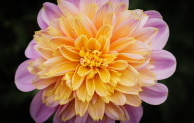 Wall Mural - Beautiful dahlia in the garden. Shallow depth of field.