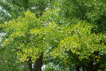 Wall Mural - Ginkgo biloba tree. Selective focus.