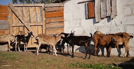 Wall Mural - Nubian goats in a pen on a farm