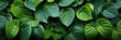 Seamless Background Of Betel Leaves, Hd Background, Background For Website