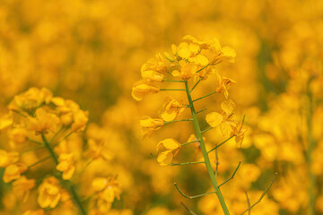 Wall Mural - Blooming rapeseed crop flowers with bright yellow petals in cultivated field