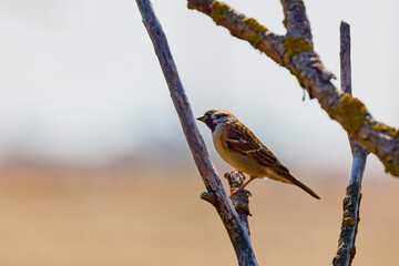 Wall Mural - A male Chaffinch (Fringilla coelebs) perched in a hawthorn bush, against a blurred natural background