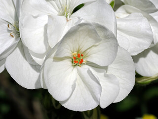 Wall Mural - Macro white geranium flower in french garden