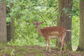 Wall Mural - A fallow deer female is standing on the edge of the forest and looking into the camera. Dama dama